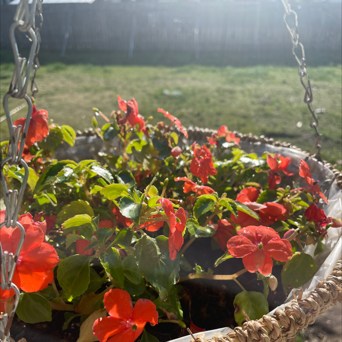 Hanging basket with Buzzy Lizzy plant, vibrant red flowers and green leaves in good health.