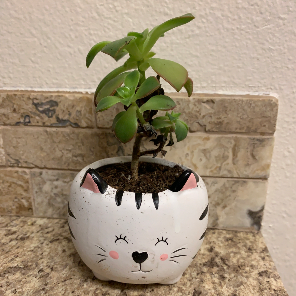 Tree Aeonium plant in a decorative cat-themed pot with some browning leaves.