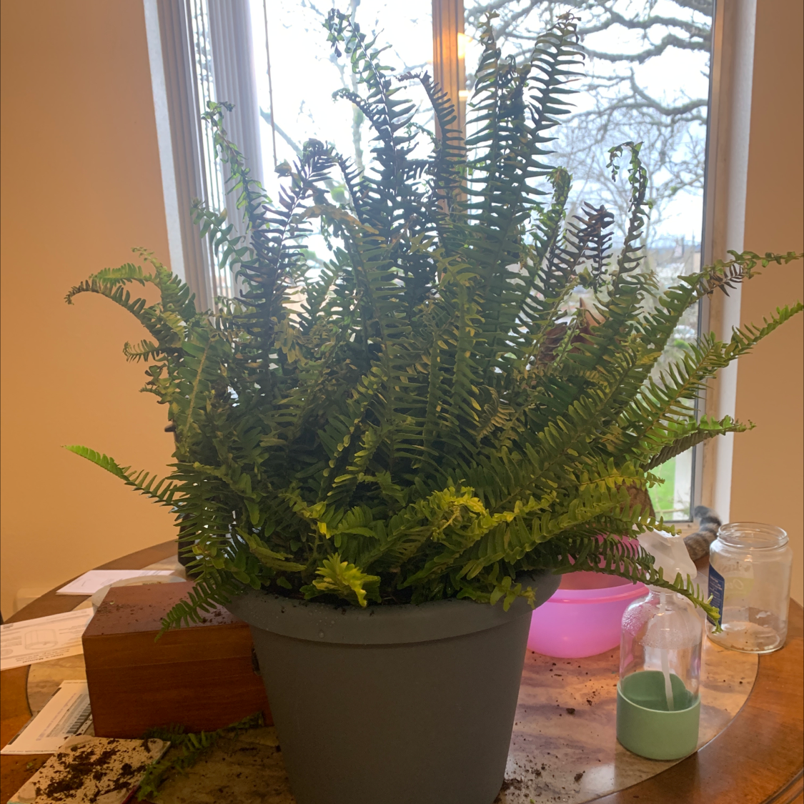 Kimberly Queen Fern in a pot on a table, healthy green fronds.