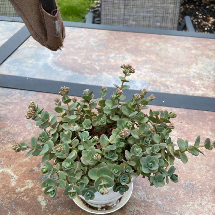 Photo of the plant species October Daphne by @crazyplantladyy named Plush on Greg, the plant care app