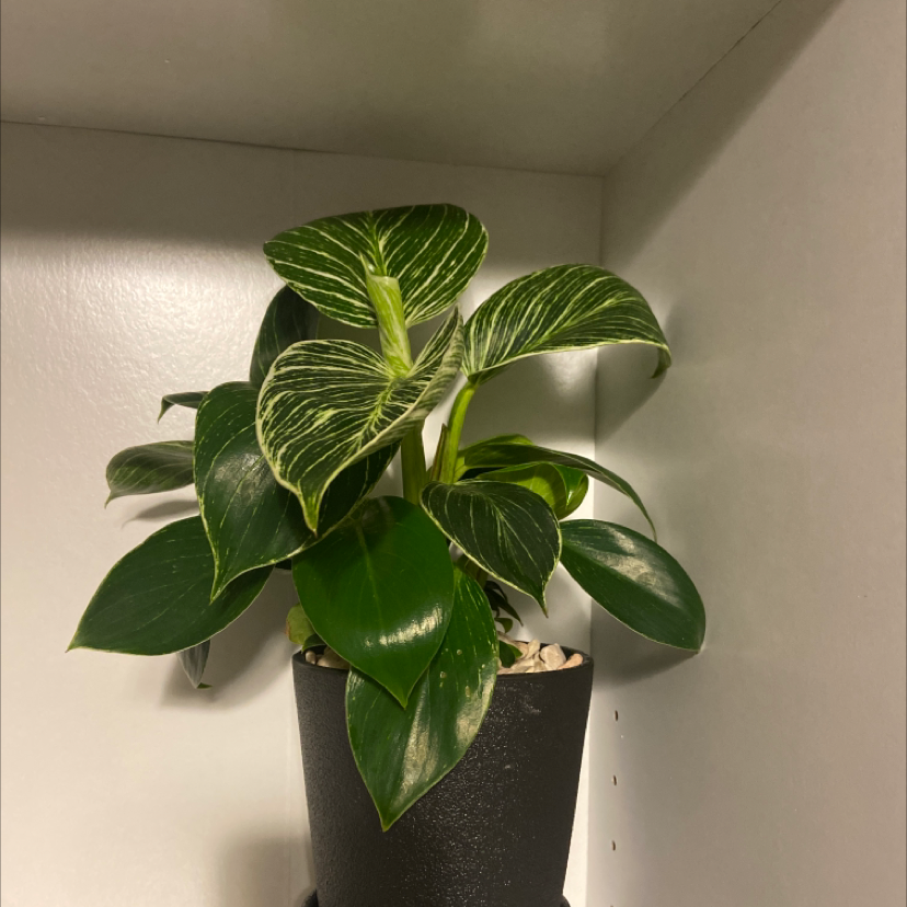 Taro Vine plant photo by @crazyplantladyy named Catherine on Greg, the plant care app.