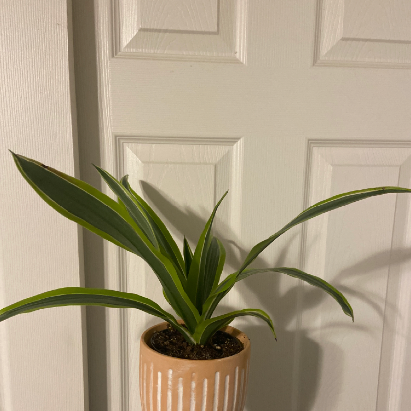 Cornstalk Dracaena plant photo by @crazyplantladyy named Beans on Greg, the plant care app.