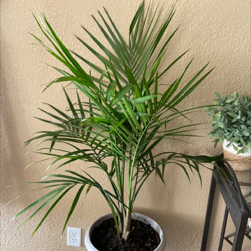 Parlour Palm plant photo by @crazyplantladyy named Flo Rida on Greg, the plant care app.