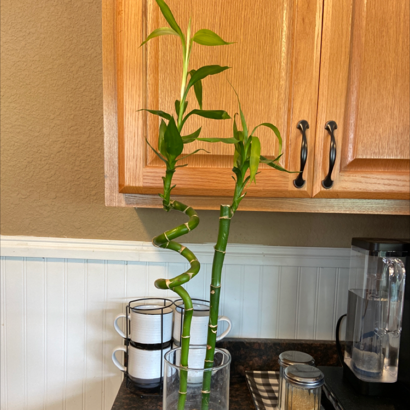 Lucky Bamboo plant photo by @crazyplantladyy named Diana on Greg, the plant care app.