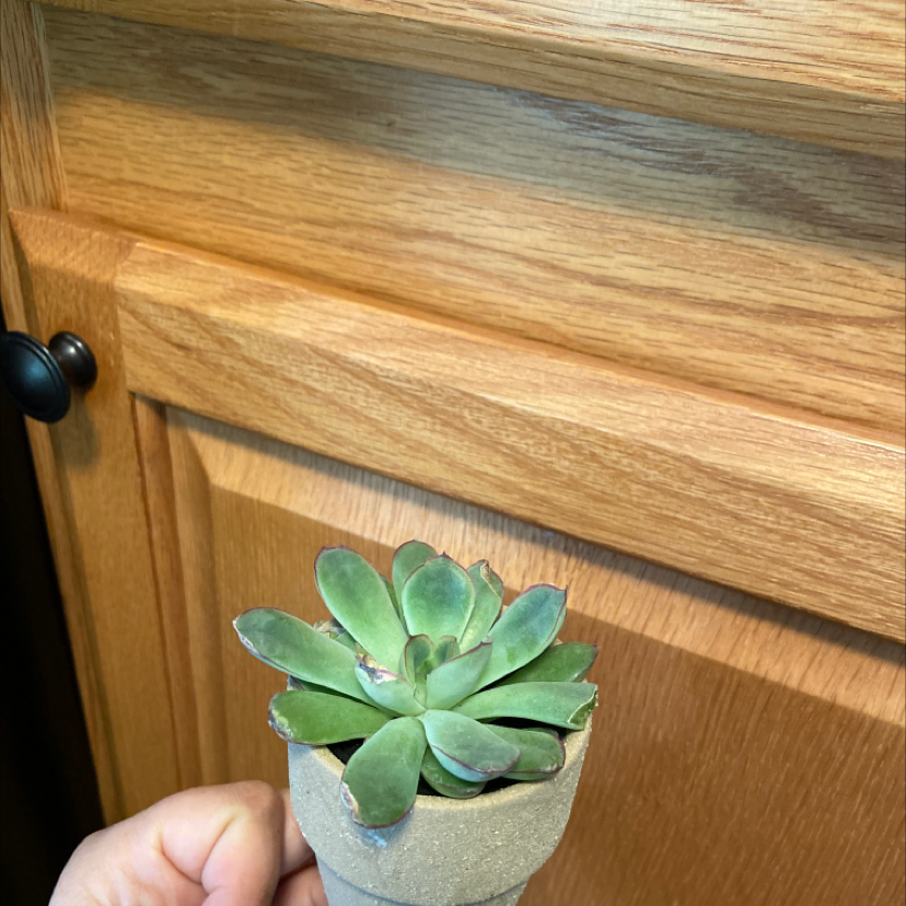 Mexican Snowball plant photo by @crazyplantladyy named Groot on Greg, the plant care app.