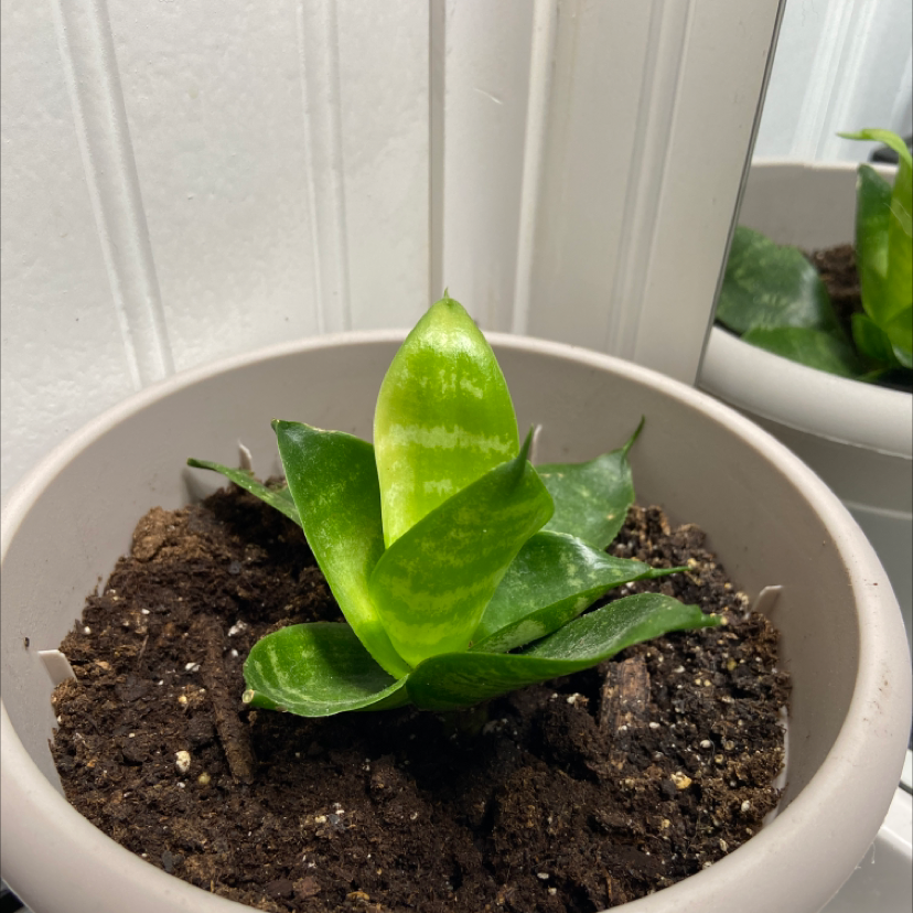 Snake Plant plant photo by @crazyplantladyy named Daphnie on Greg, the plant care app.
