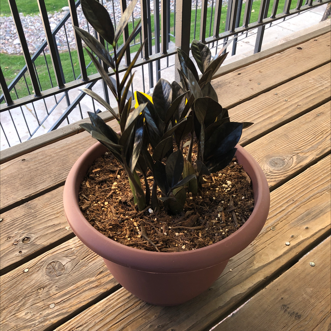 Potted Raven ZZ Plant with dark, glossy leaves on a wooden deck.