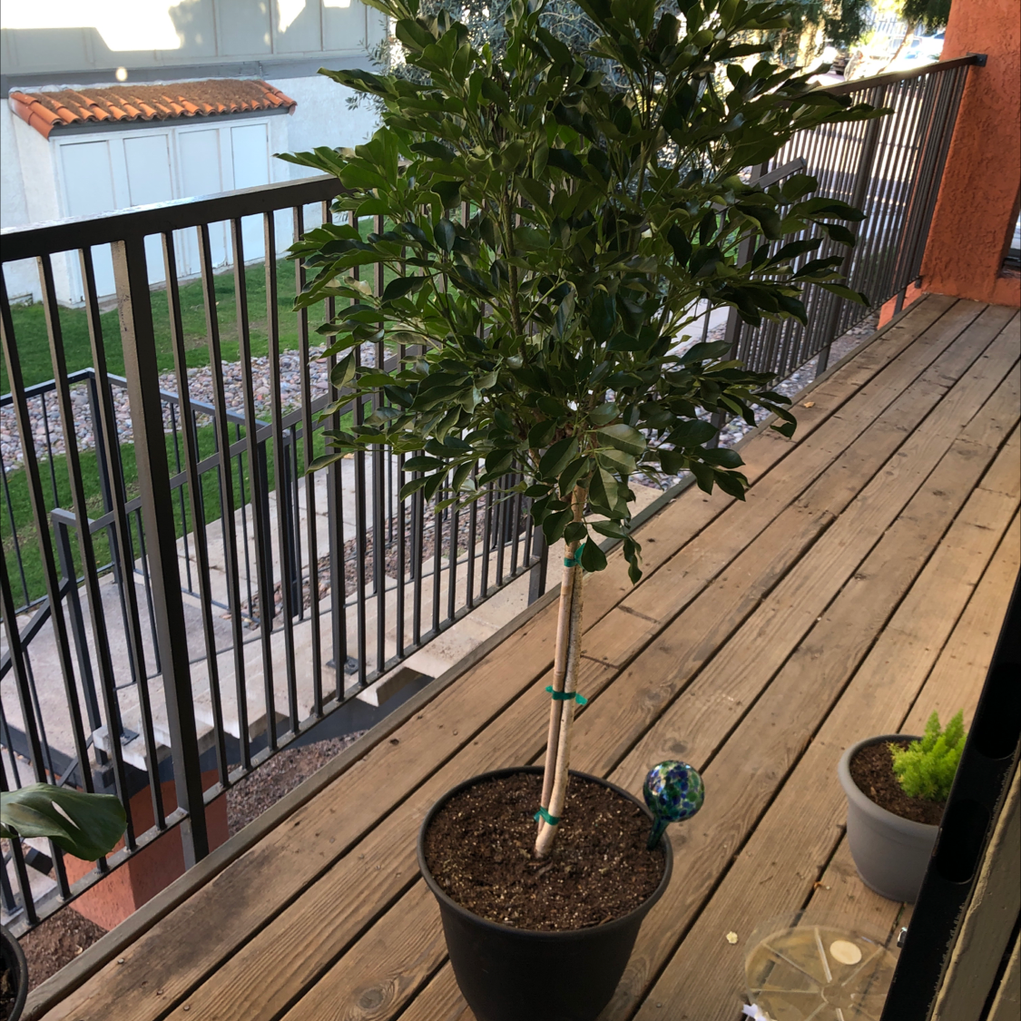 A thriving, tall china doll plant in a brown pot on an outdoor wooden deck surrounded by railings.