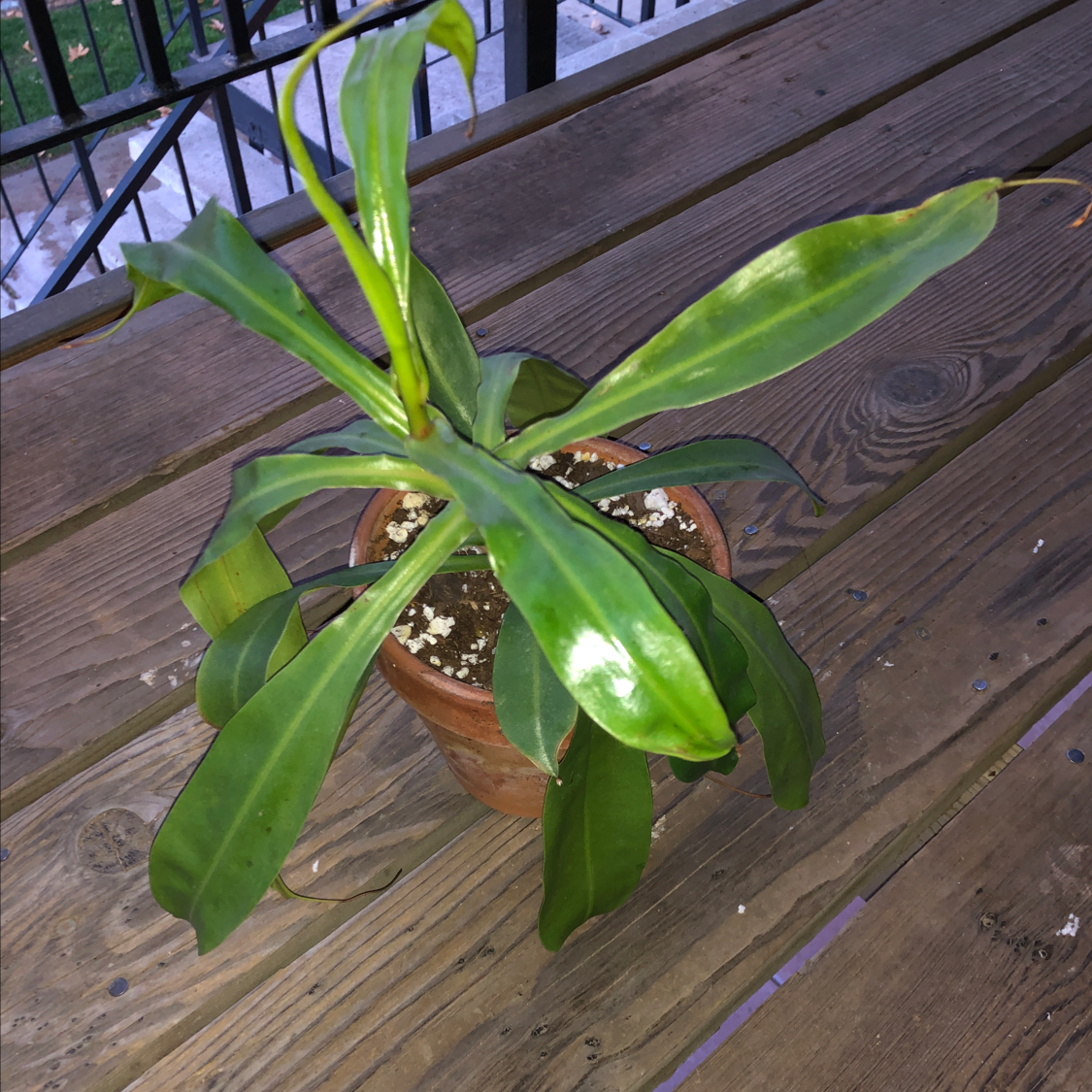 Potted Tropical Pitcher Plant with elongated green leaves and some discoloration.