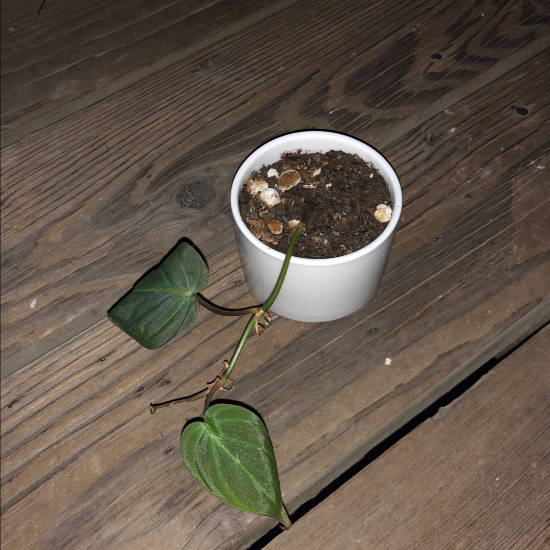 Philodendron Micans plant in a white pot with visible soil on a wooden surface.