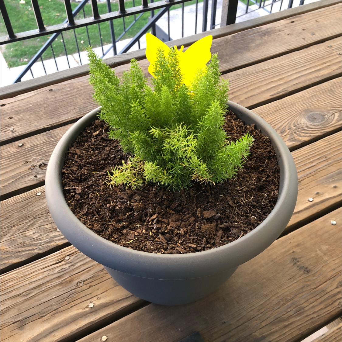 Healthy plume asparagus plant with lush green foliage growing in a gray ceramic pot on a wooden deck.