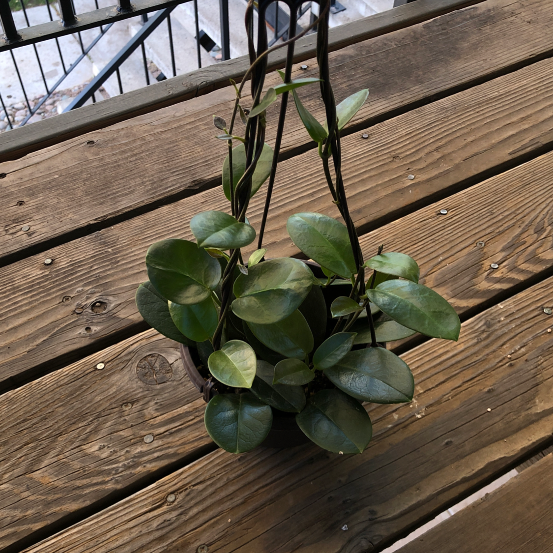 Waxvine plant in a hanging pot on a wooden surface, appearing healthy.