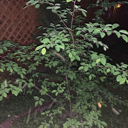Photo of the plant species Pacific Serviceberry by Greendragon named This App Really Sucks for Outdoor Gardening on Greg, the plant care app