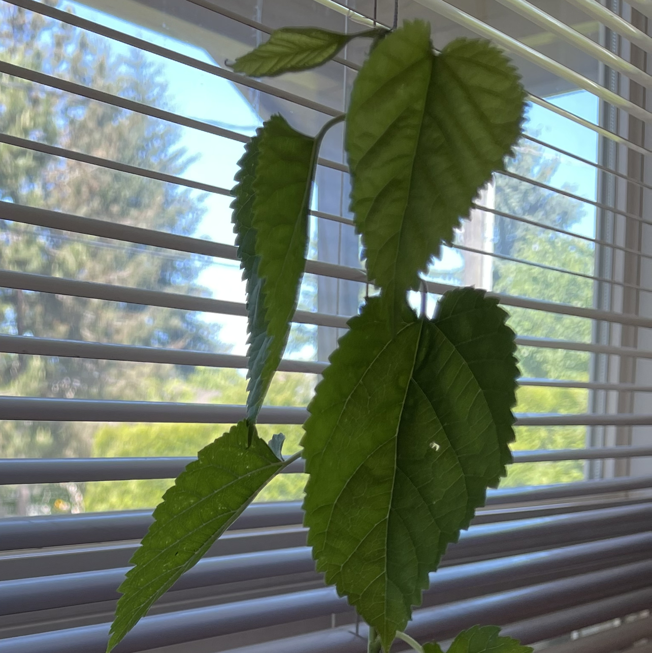 White Mulberry plant with green leaves near a window with blinds.