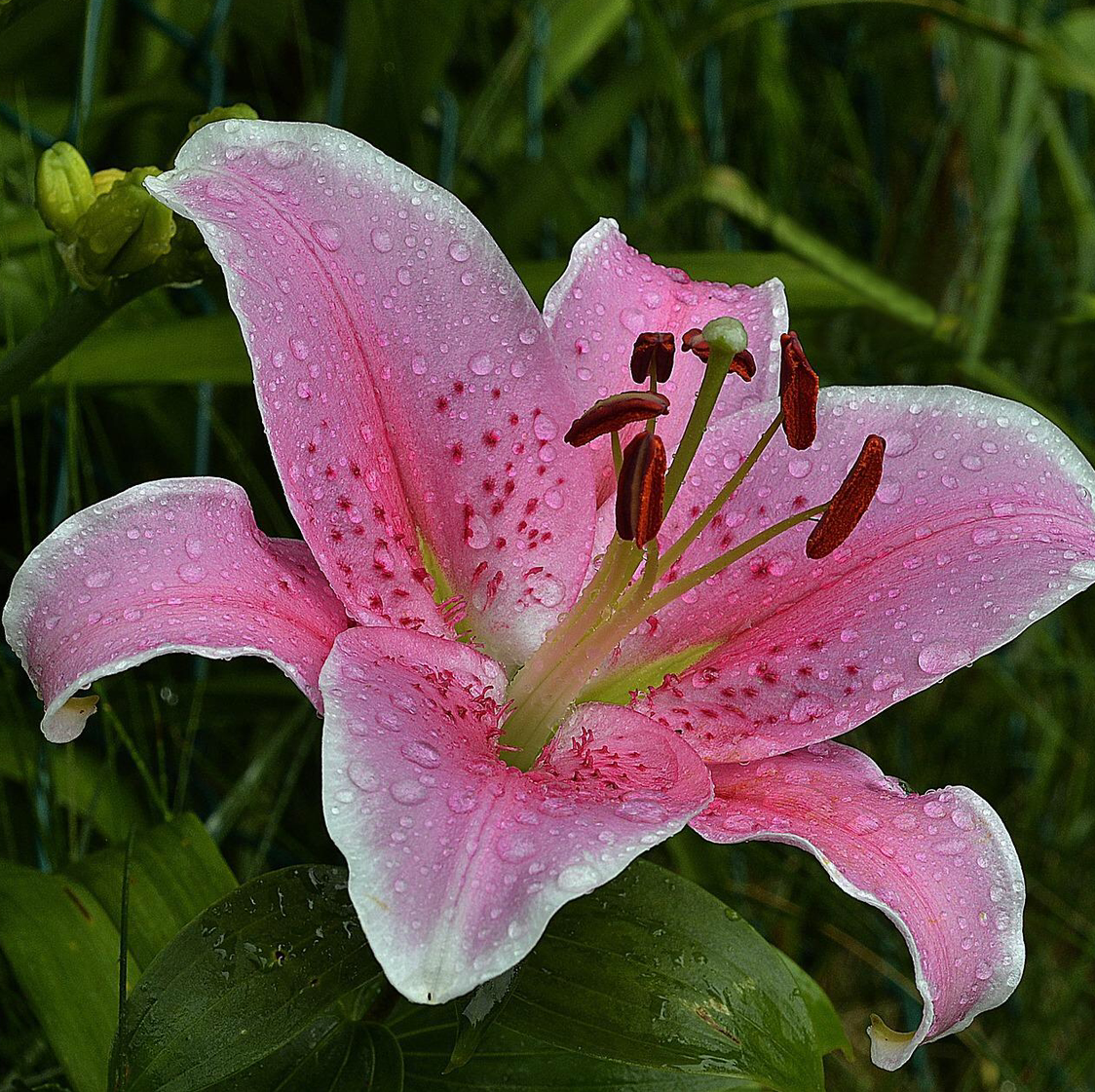 Ditch Lily plant photo by Hayley named Lily on Greg, the plant care app.