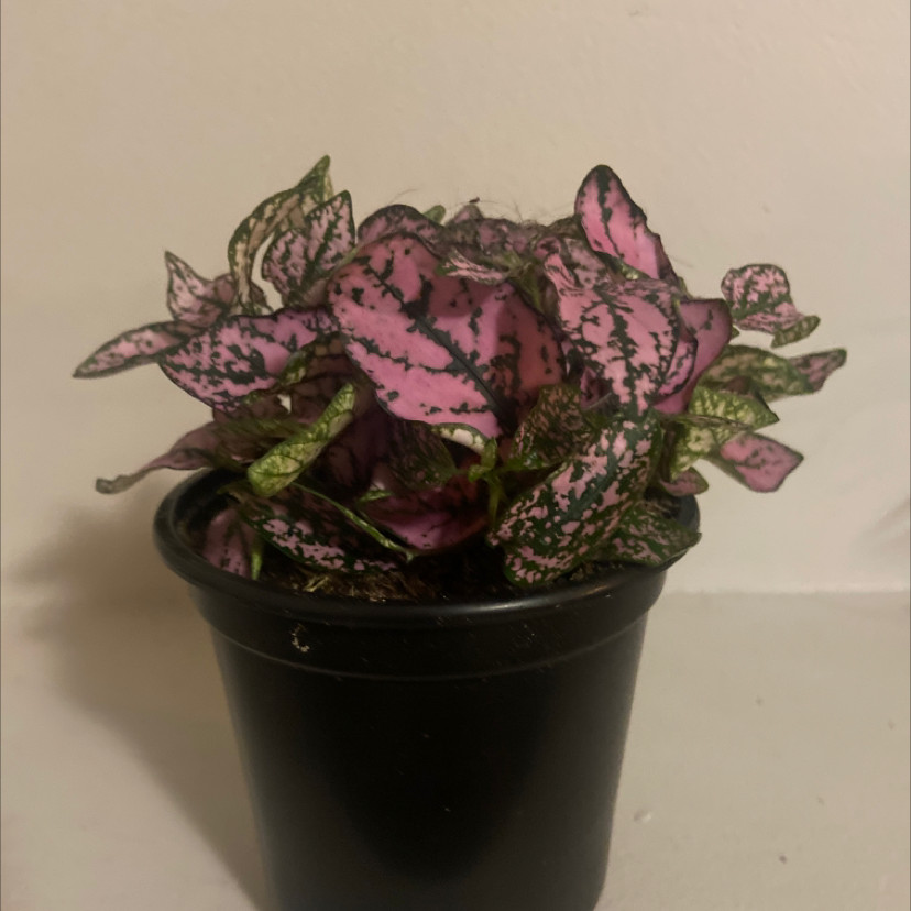 Polka Dot Plant plant photo by L named Aphrodite on Greg, the plant care app.