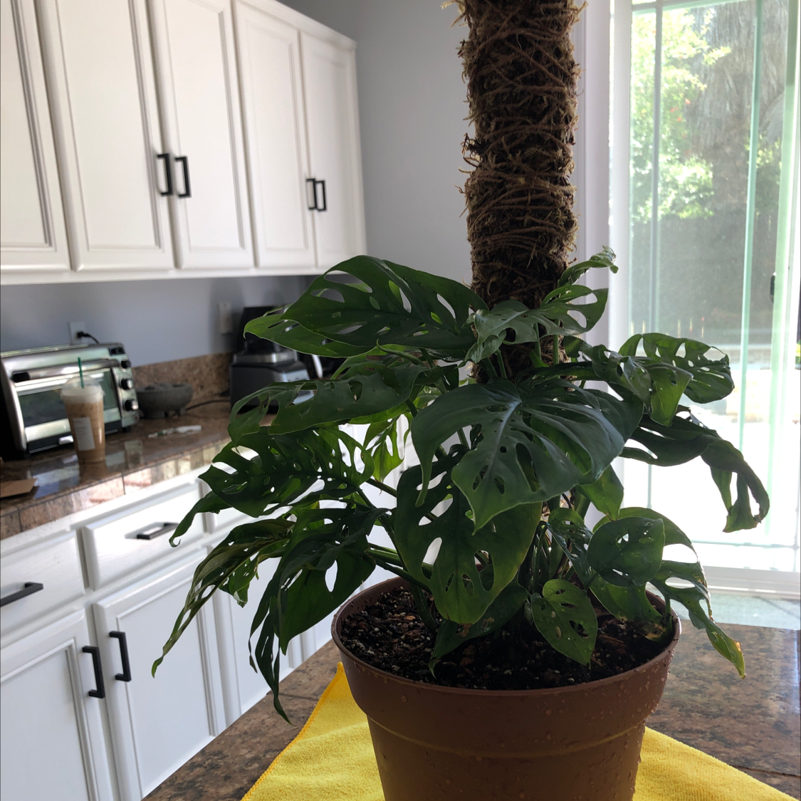 Monstera adansonii 'Laniata' plant in a pot on a kitchen counter with visible soil.