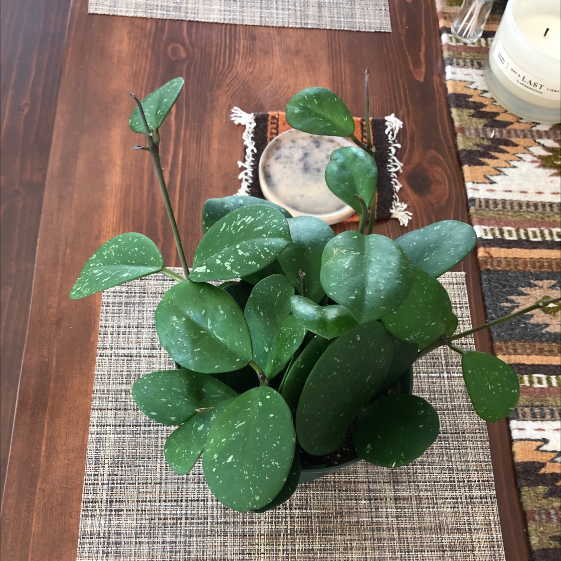 Hoya obovata plant with green leaves and white speckles on a wooden table.
