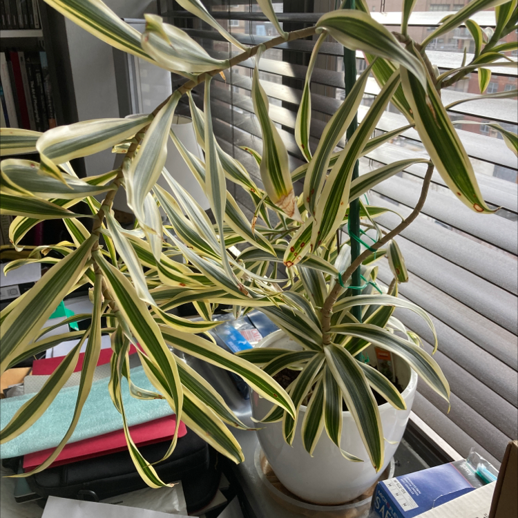 Healthy, thriving Song of India plant with vibrant green and yellow striped leaves growing densely in an upright, arching pattern.