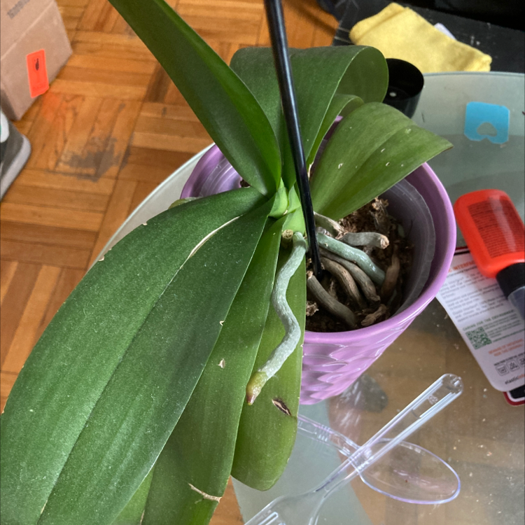 Basket Plant in a purple pot with visible roots and green leaves on a glass table.