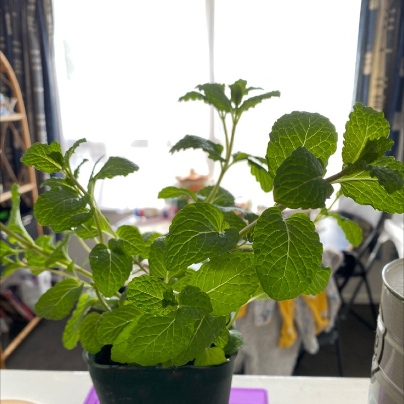 Photo of the plant species Spearmint by @Plantydaddy named Minty on Greg, the plant care app