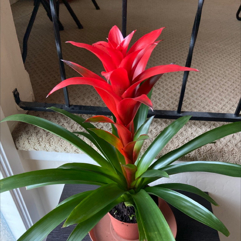 Droophead Tufted Airplant plant photo by Ben named Amy Vinehouse on Greg, the plant care app.