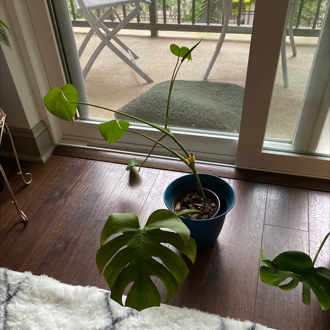 Monstera plant photo by @aimeri named Golduck on Greg, the plant care app.