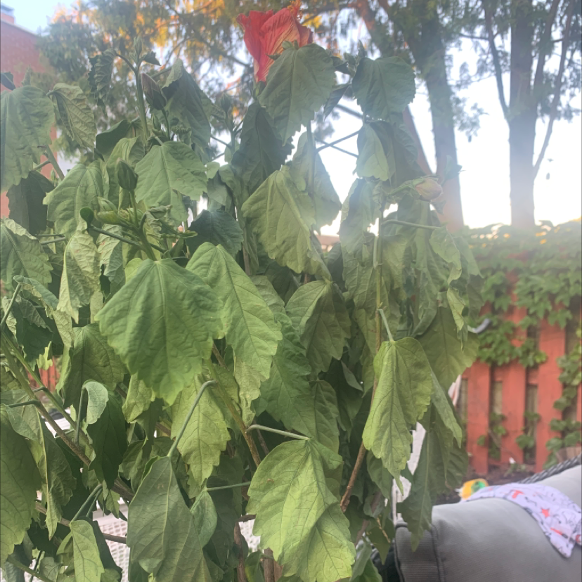 Korean Hibiscus plant photo by Stephanie named Huby on Greg, the plant care app.