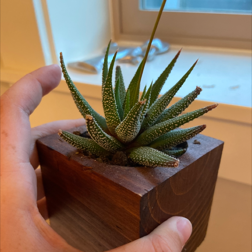 Zebra Plant plant photo by @Hails0725 named Keanu leaves on Greg, the plant care app.