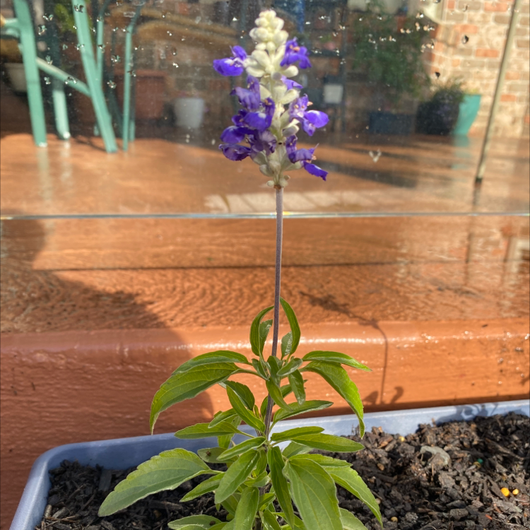 Mealycup Sage plant with purple flowers in a pot, healthy leaves, and visible soil.