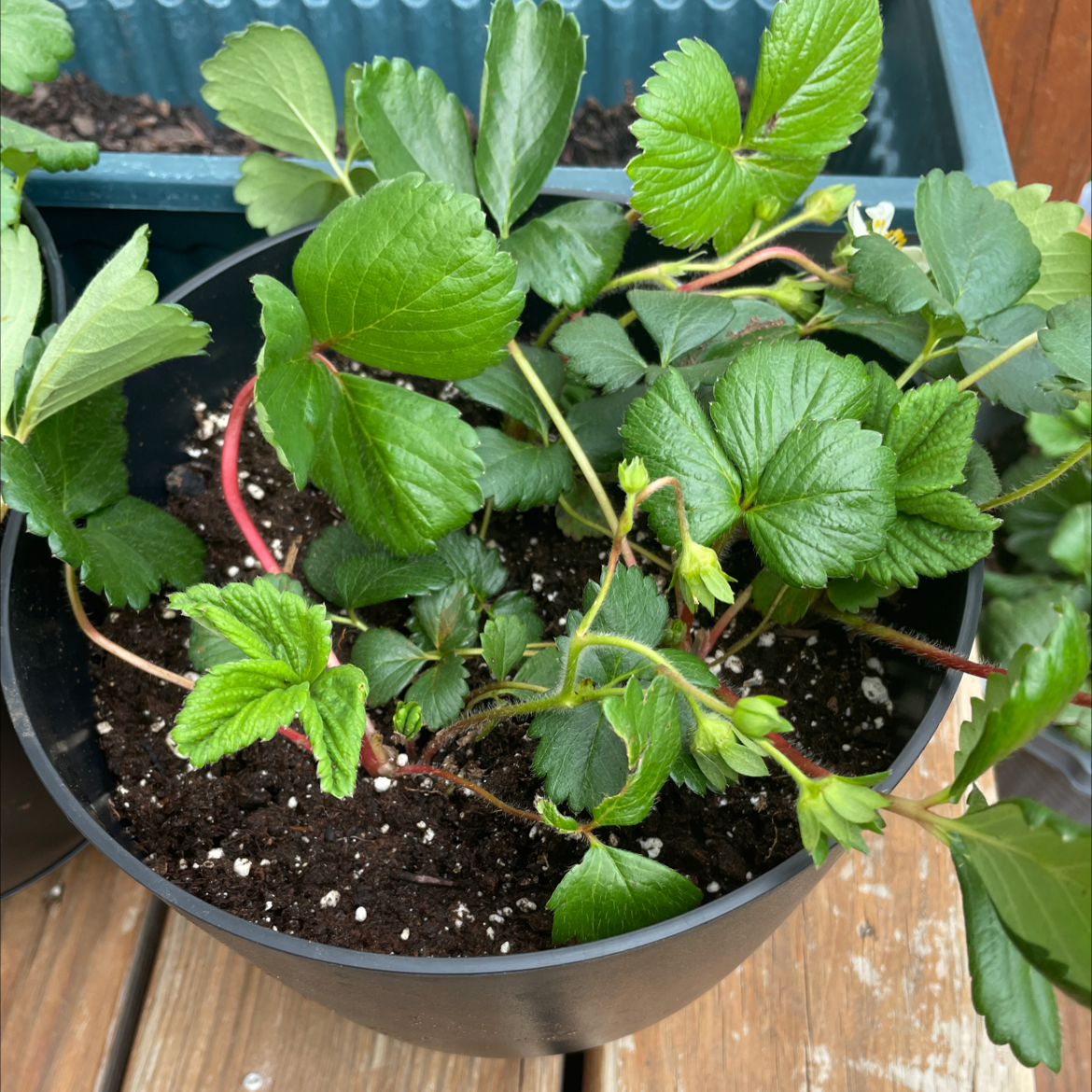 Beach Strawberry plant in a pot with healthy green leaves and visible soil.
