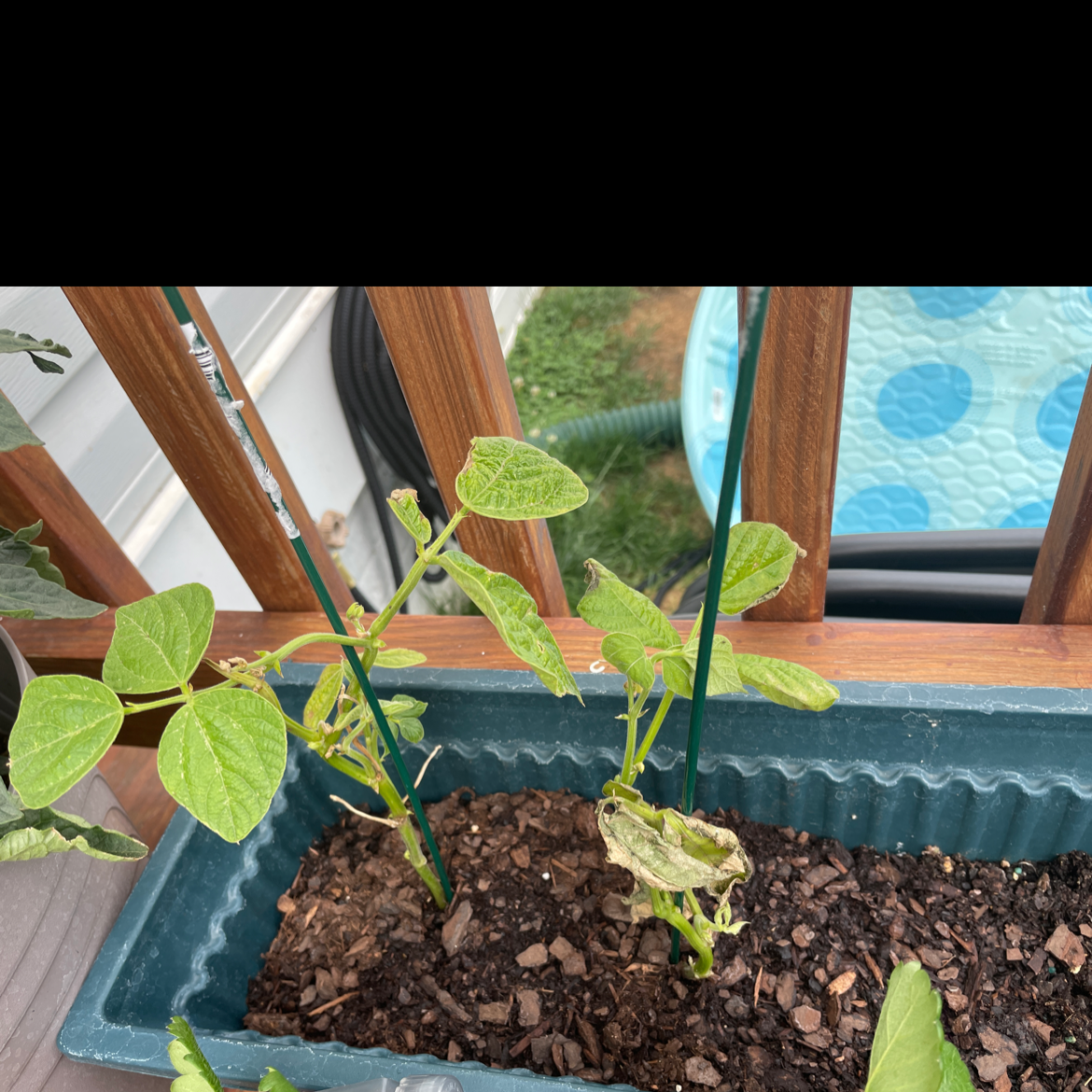 Common Bean plant in a rectangular planter with some browning leaves and visible soil.