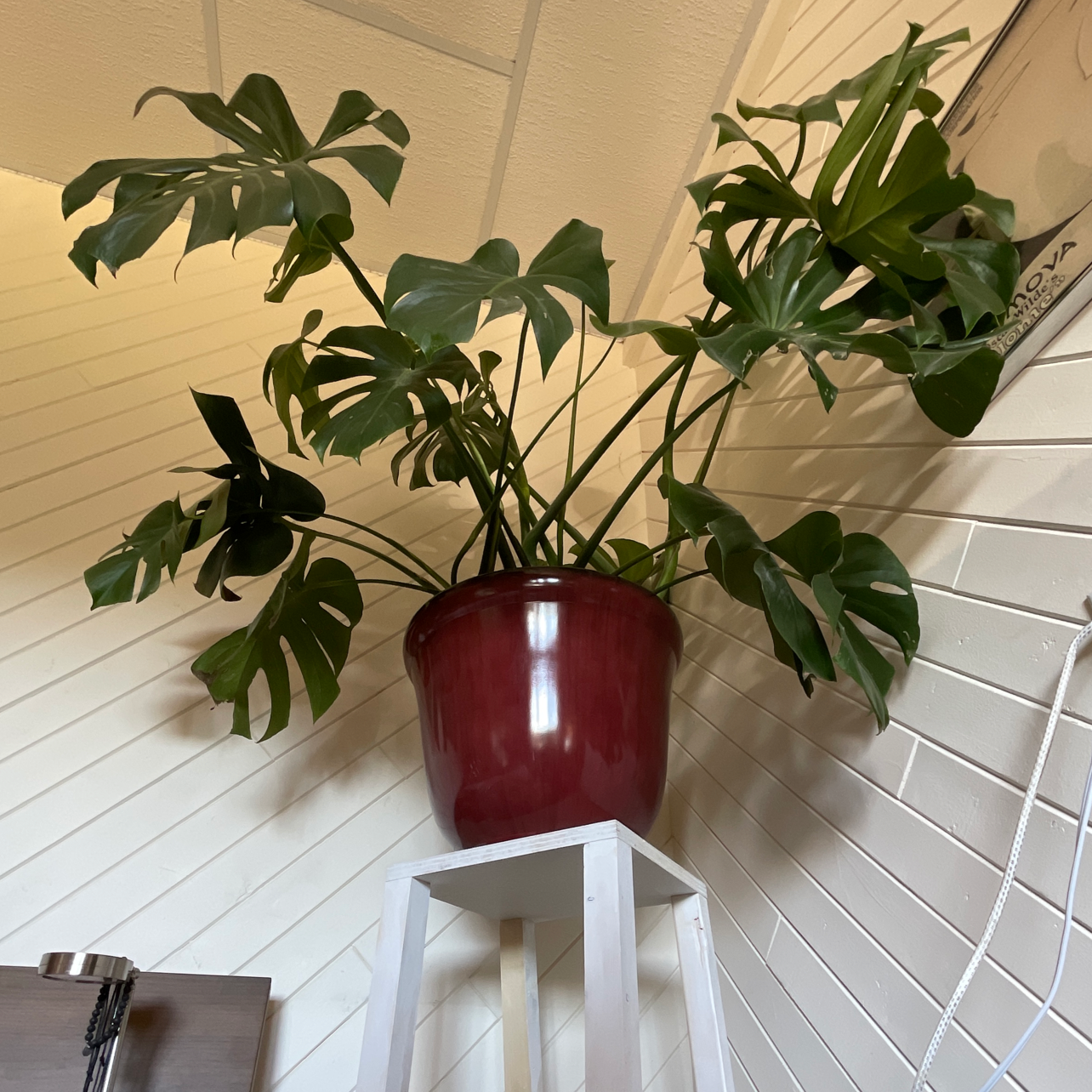 Monstera plant photo by @shaughnessy named Miss Cova on Greg, the plant care app.