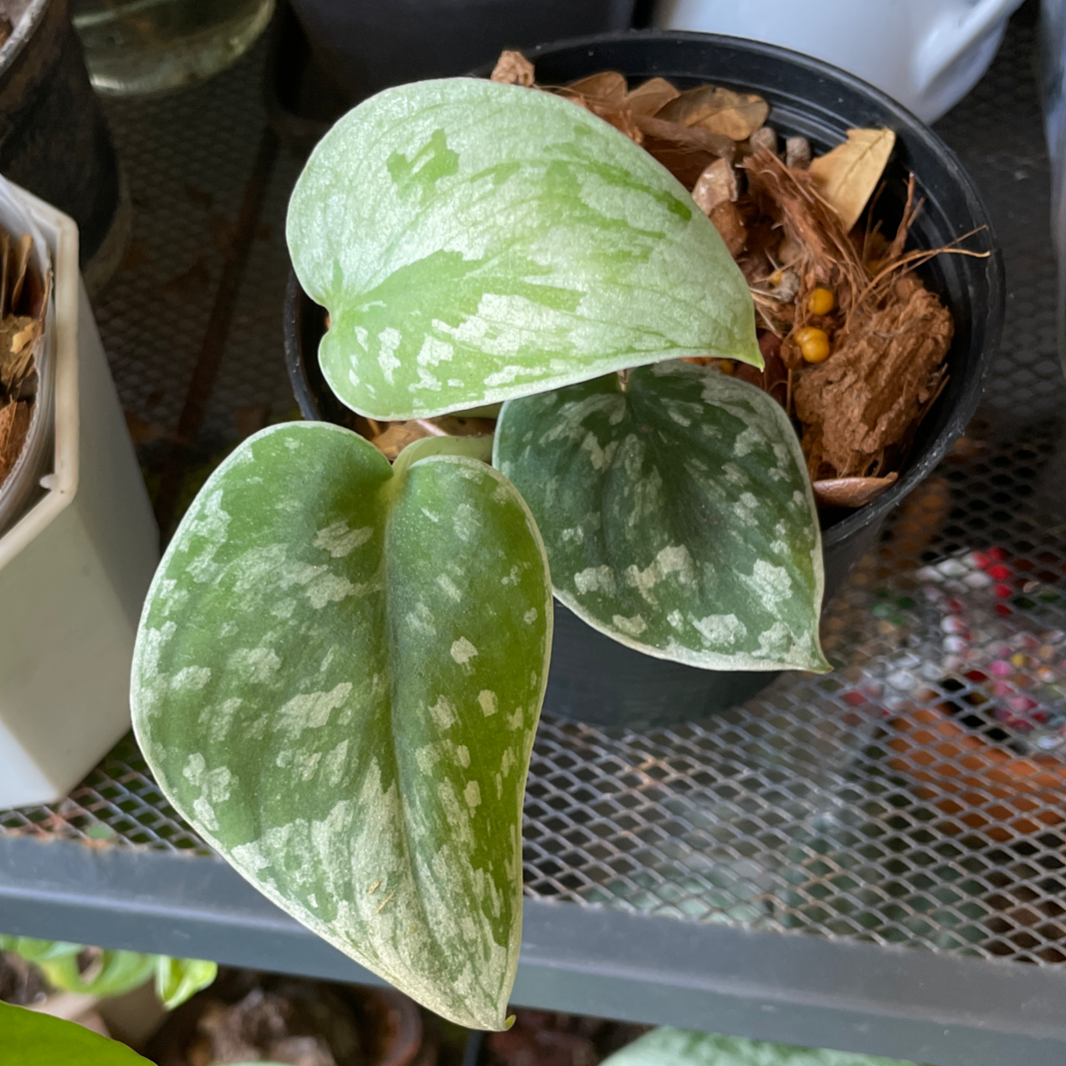 Photo of the plant species Silver Anne Pothos by @BombaPlants named Anna on Greg, the plant care app