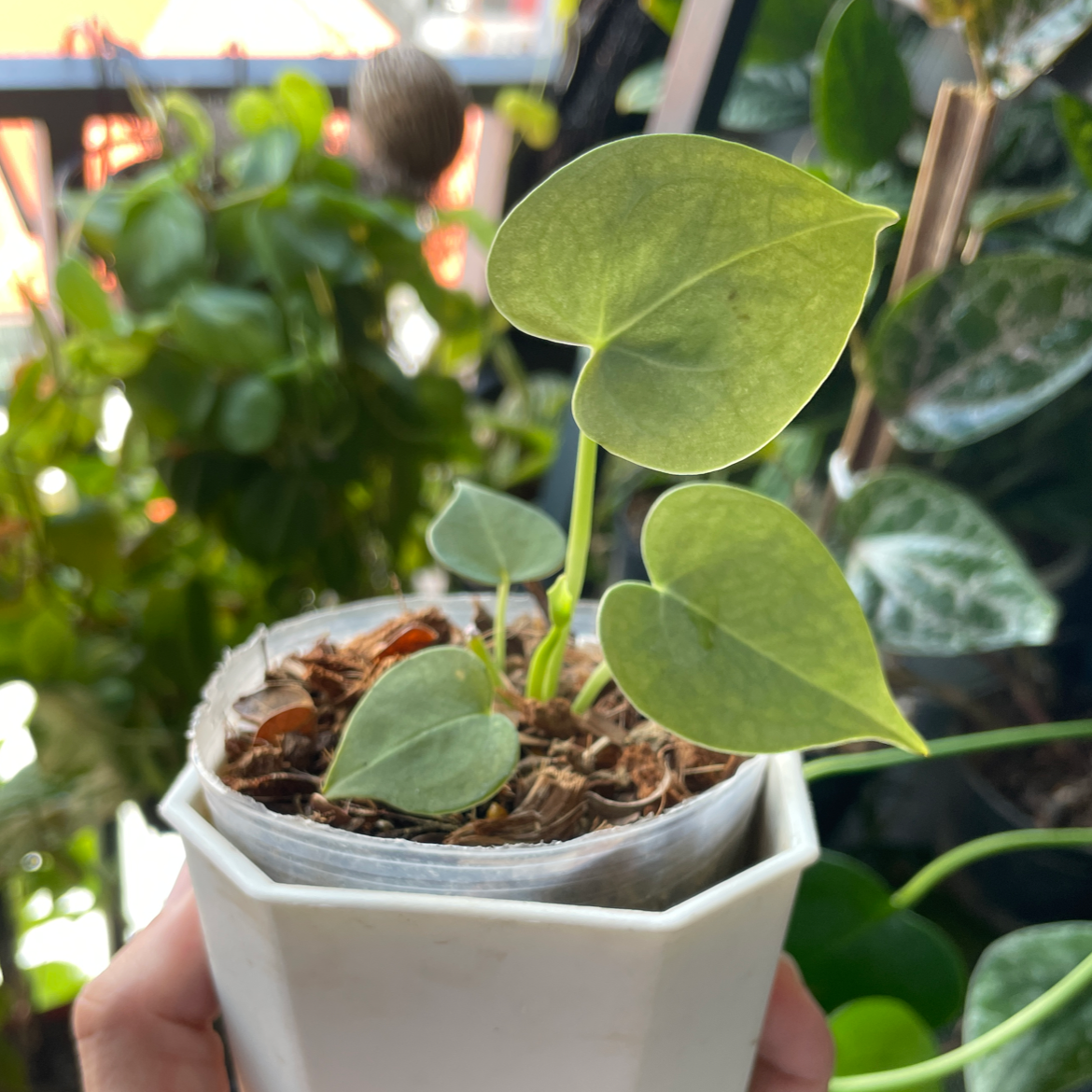 Velvet Cardboard Anthurium plant in a white pot, held by a hand, with other plants in the background.