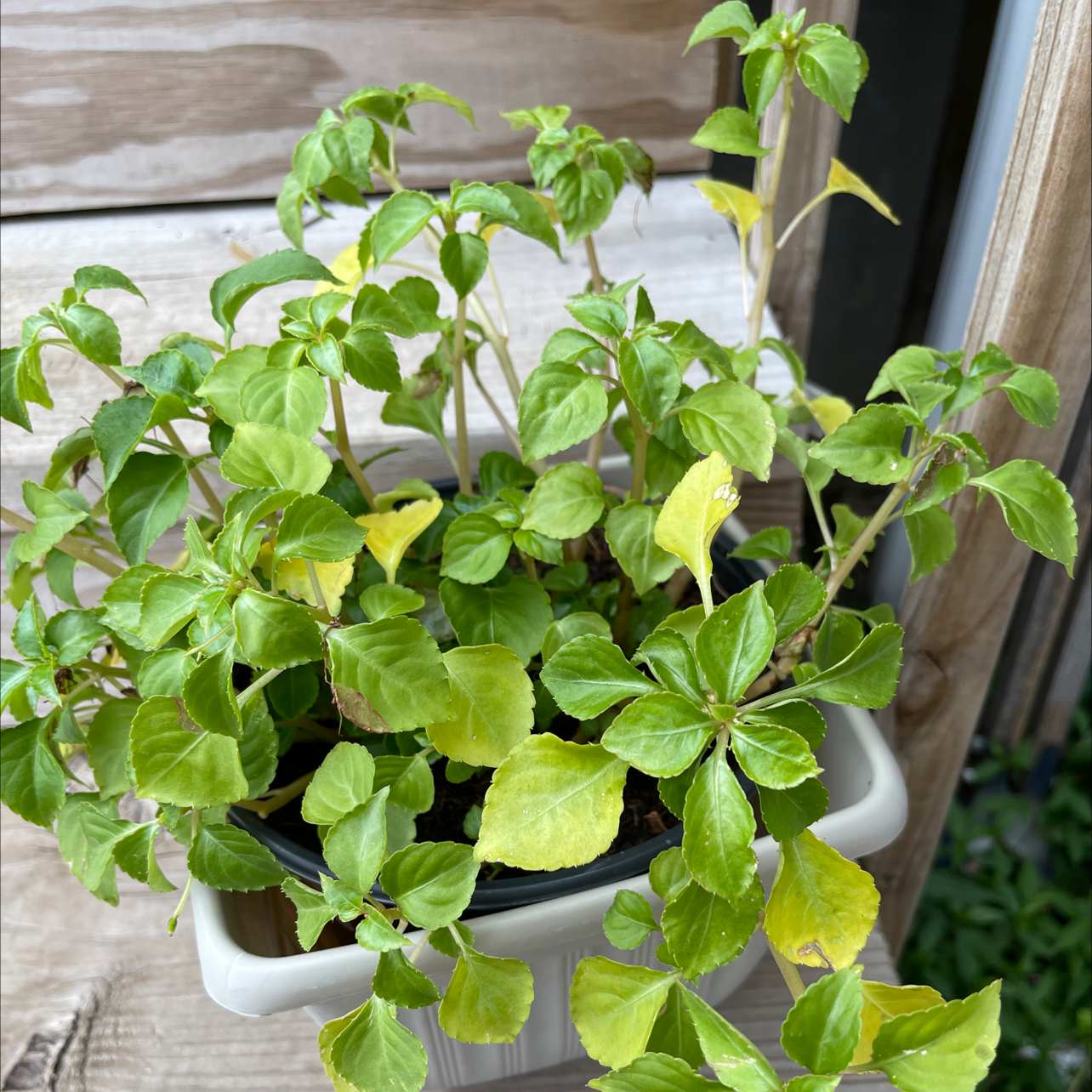 Potted Buzzy Lizzy plant with some yellowing leaves against a wooden background.