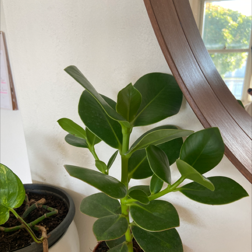 Healthy Autograph Tree with thick, glossy green leaves in a pot, soil visible.