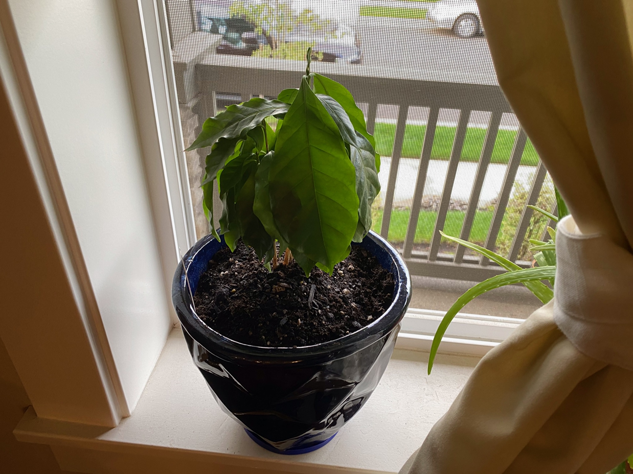 Healthy Arabian coffee plant with glossy green leaves in a black plastic pot on a bright window sill.