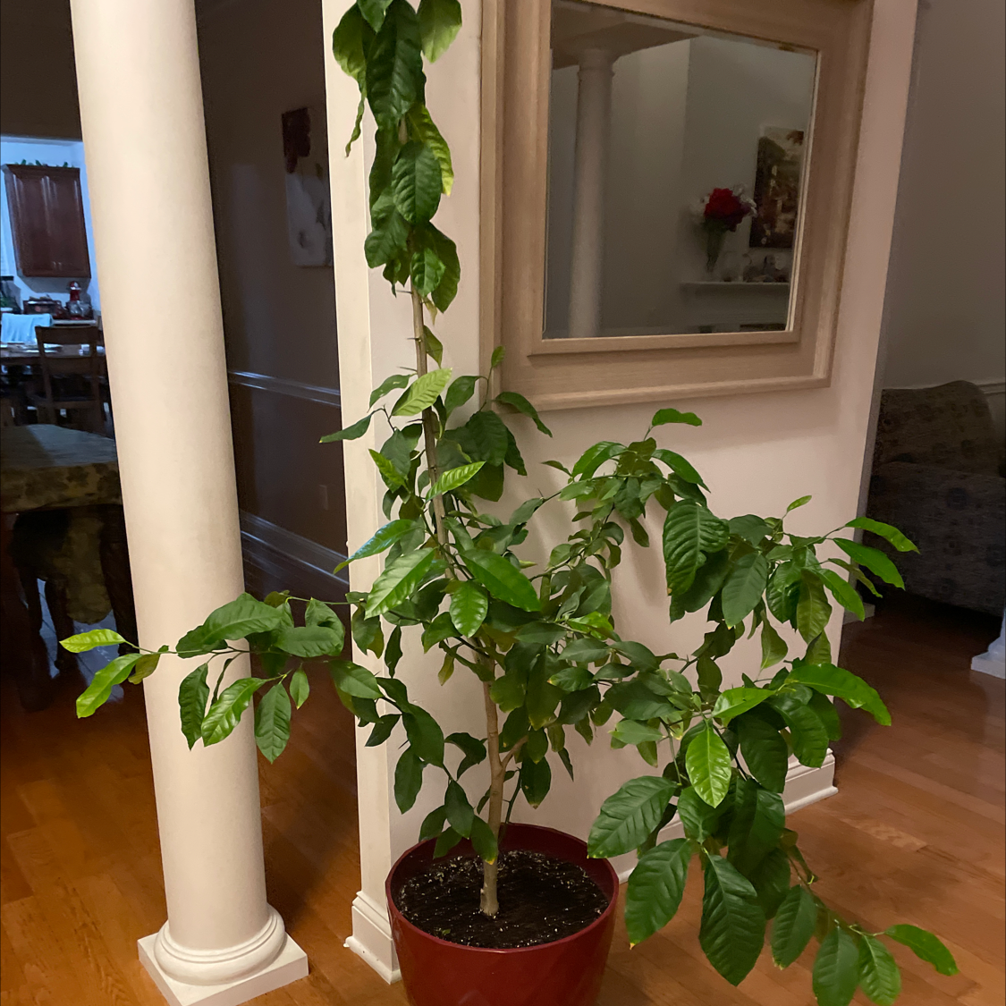 Indoor potted lemon plant with green leaves in a red pot.