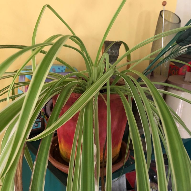 Variegated Spider Plant in a pot with green and white striped leaves.