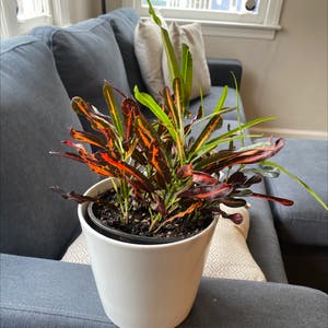 Croton 'Petra' plant photo by @chrisschwartz97 named Sunny on Greg, the plant care app.