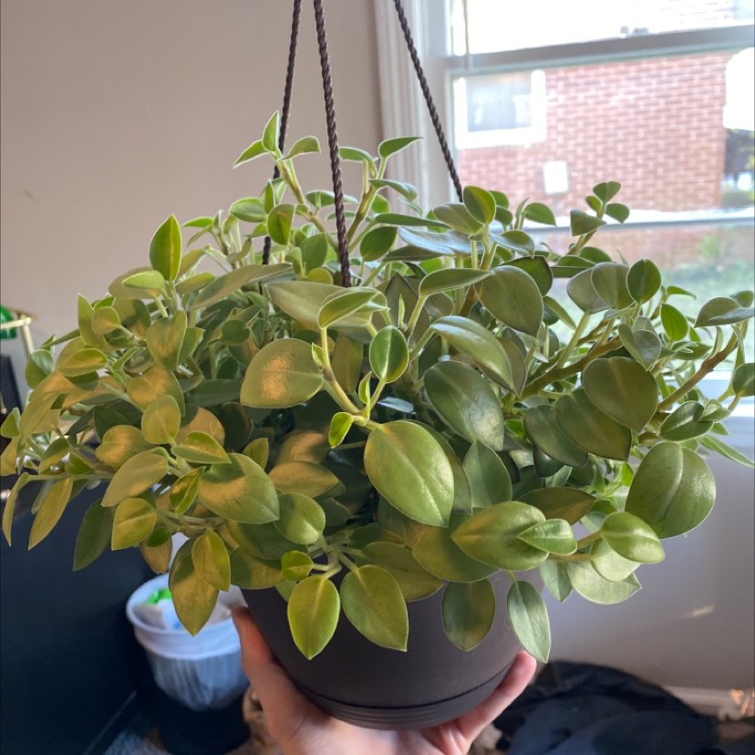 Photo of the plant species Teardrop Peperomia by @chrisschwartz97 named Otto on Greg, the plant care app