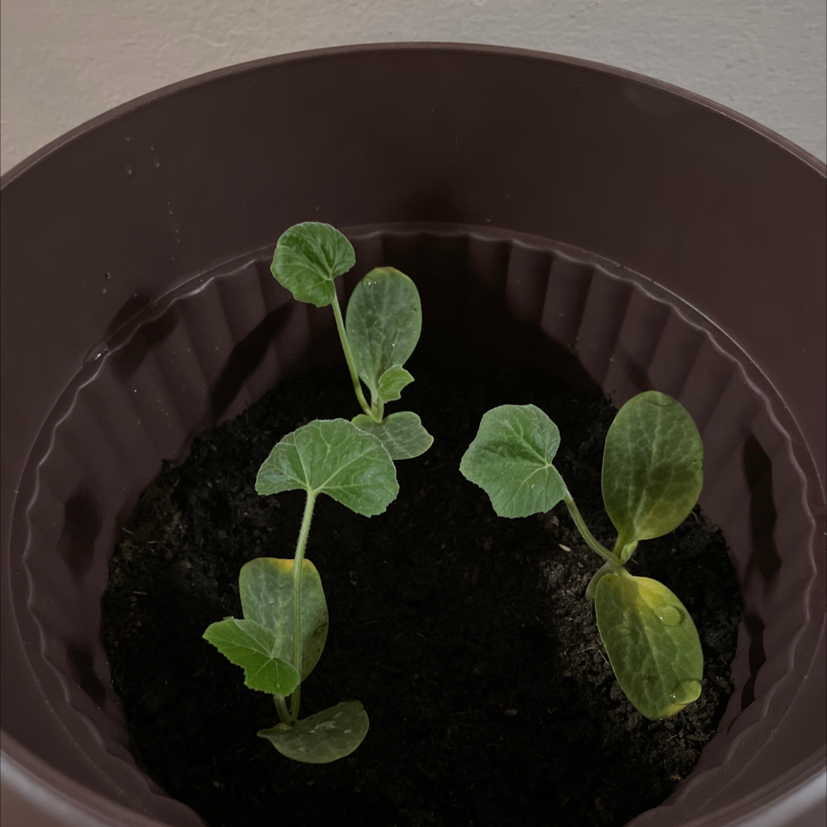 Photo of the plant species Pumpkin Rougue Vif D'Etampes by Gervone named Pumkpin on Greg, the plant care app