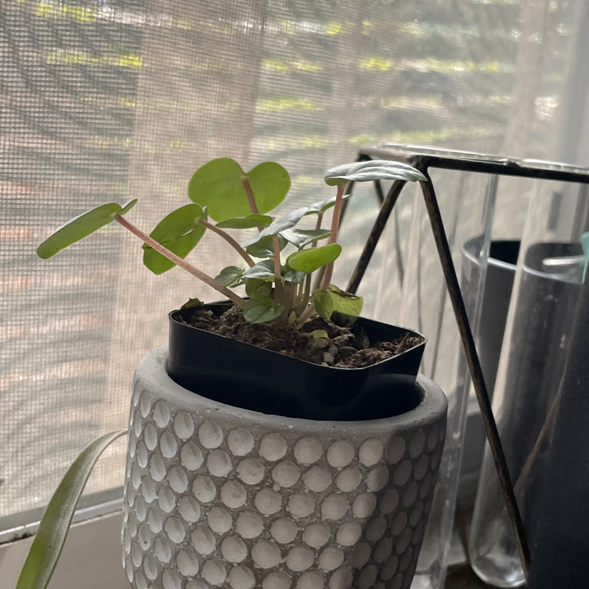 Silver Frost Peperomia plant in a small pot inside a decorative pot by a window.