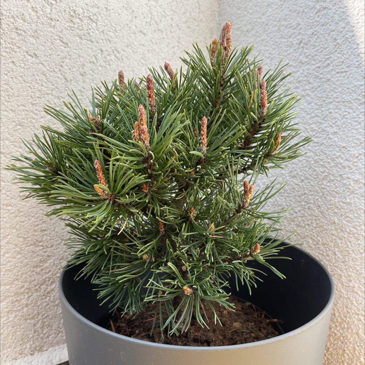 Why Are There Brown Spots on My Mugo Pine Leaves?