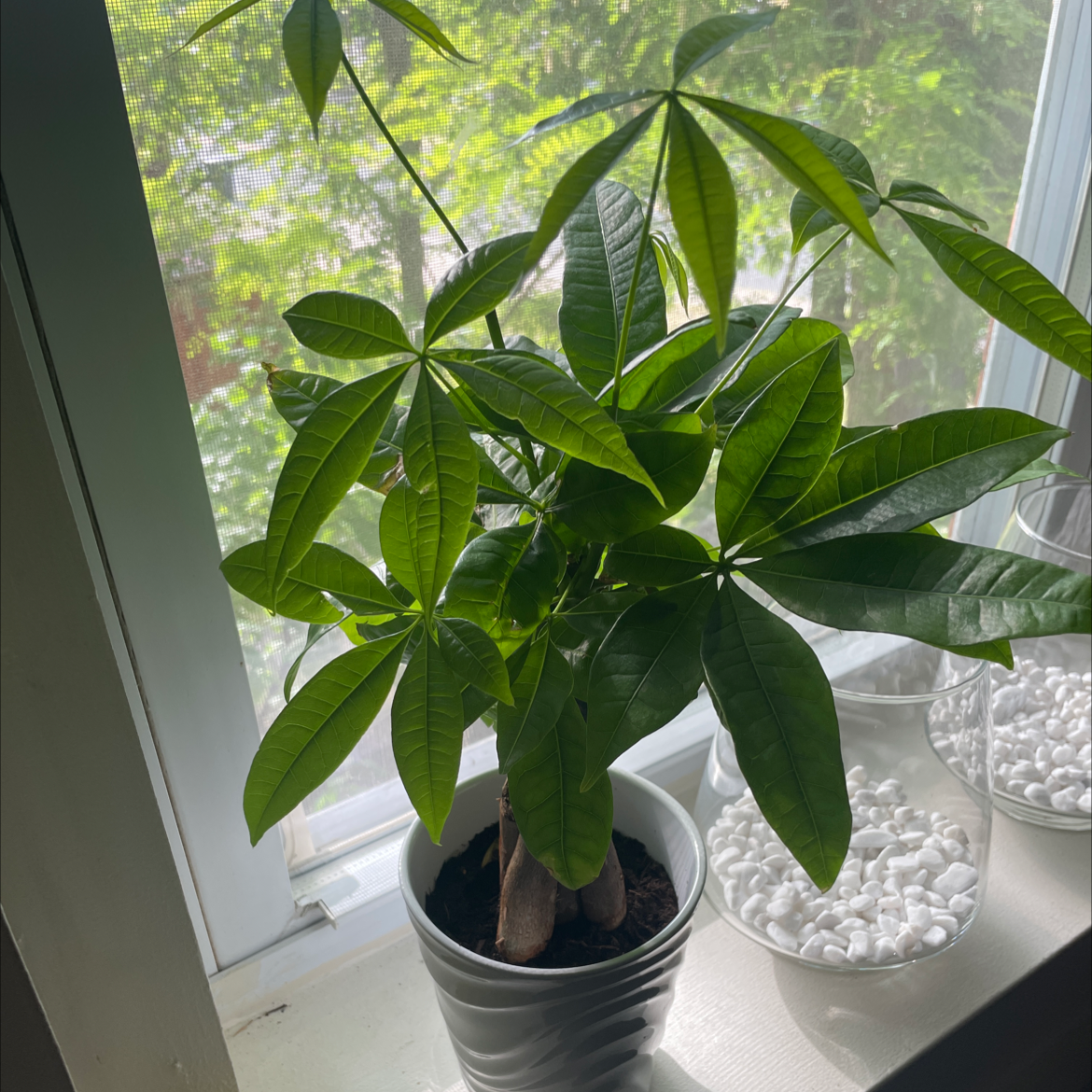 Money Tree plant photo by @Jordb22 named Lucky on Greg, the plant care app.