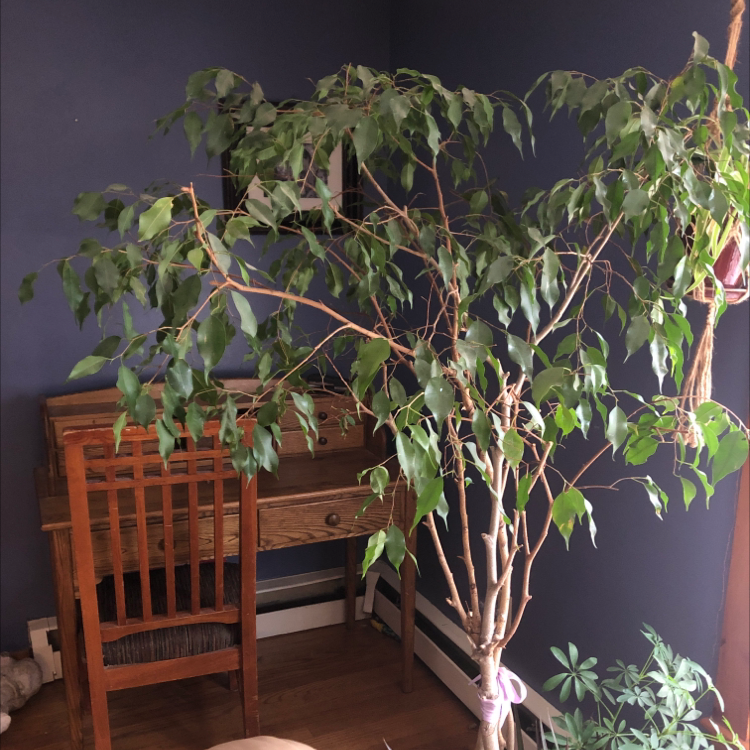 Healthy, lush weeping fig plant with elongated drooping branches and vibrant green leaves, growing indoors on a wooden stand.