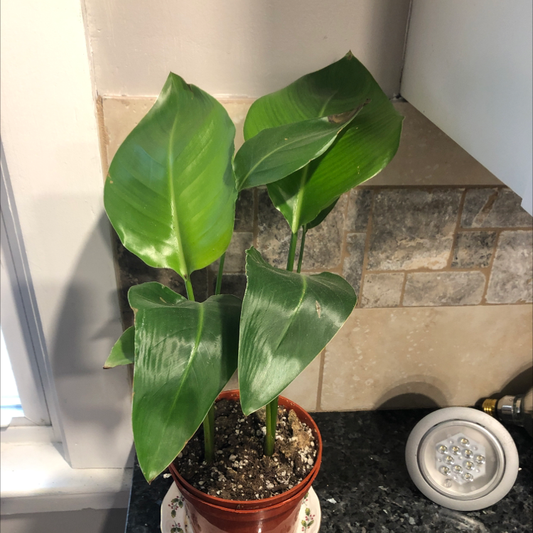 Healthy canna lily plant with large green leaves growing in a terracotta pot on a white drainage tray.
