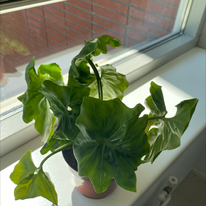 Potted Italian Arum plant with large green leaves on a windowsill.