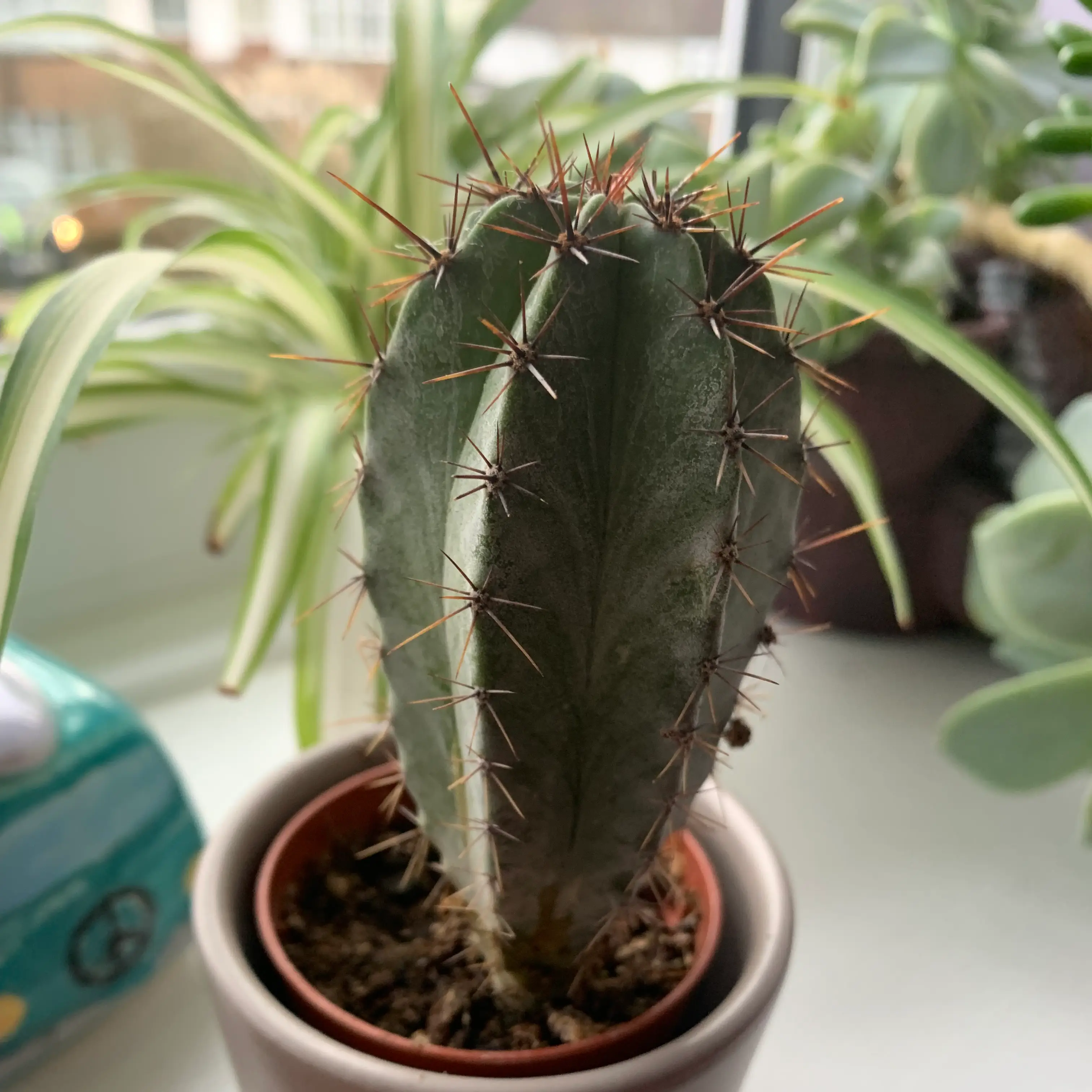Polaskia chichipe cactus in a small pot with visible spines, surrounded by other plants.